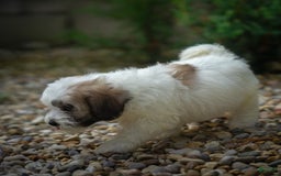 Teddy Bear dogs for sale: Cloud - Image 2