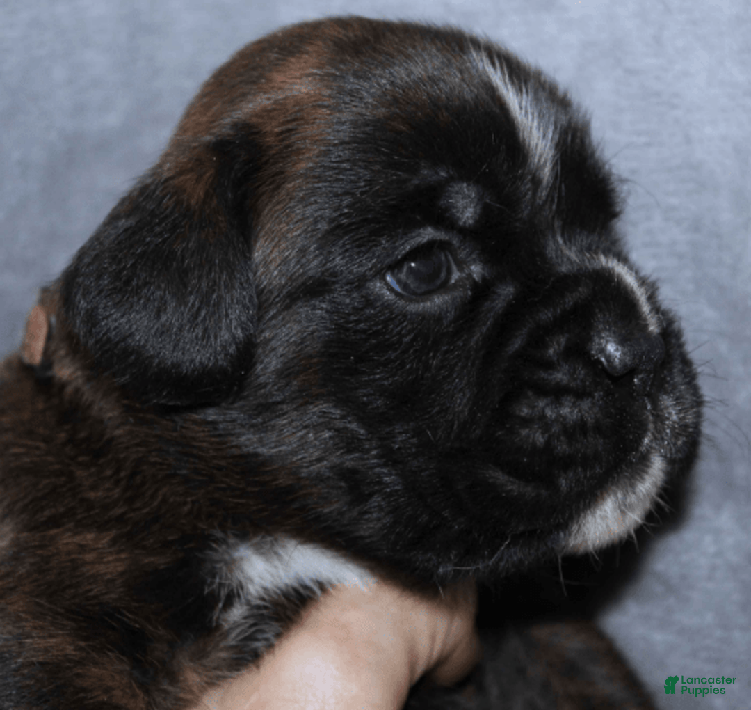 Boxer dogs for sale: Pink Collar Female - Image 3