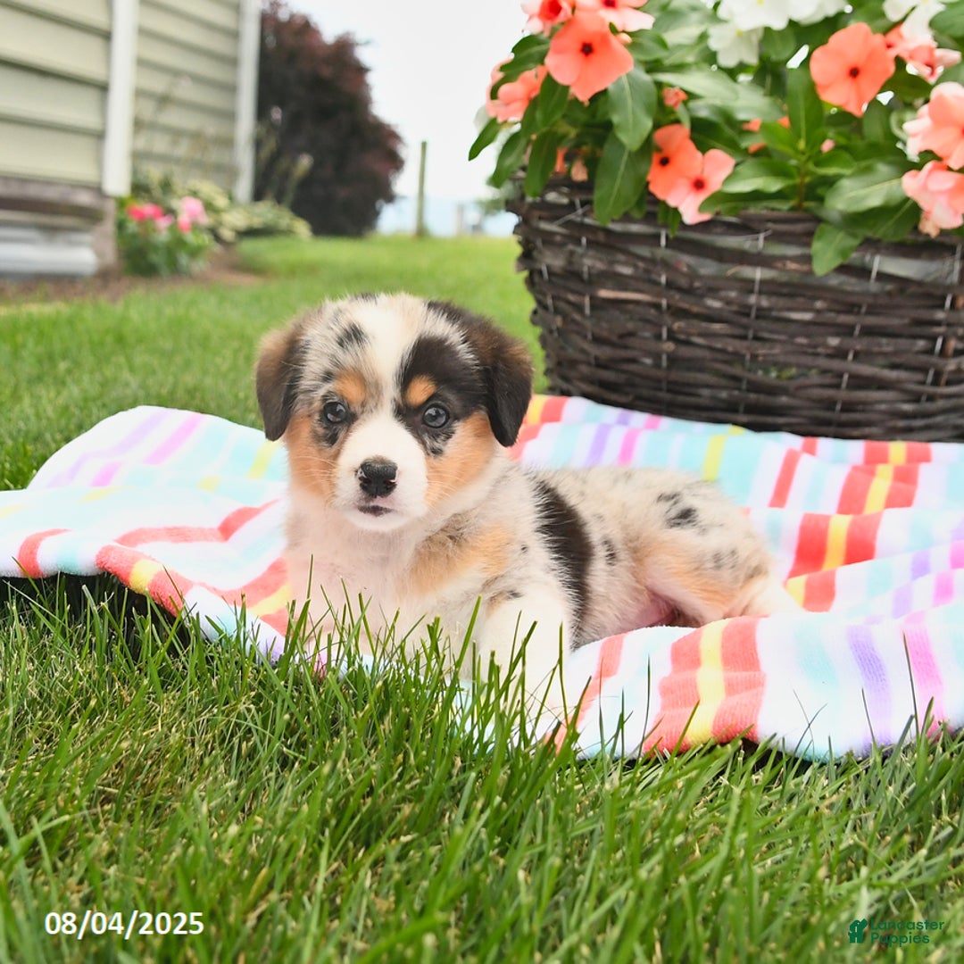 Welsh Corgi Pembroke dogs for sale: Tilly - Image 3