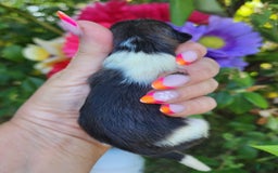Pomeranian dogs for sale: Nirvana - Image 14