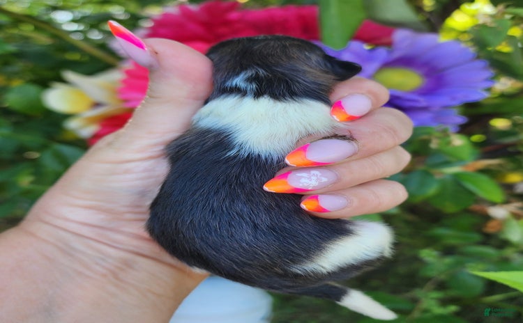 Pomeranian dogs - Advert 25