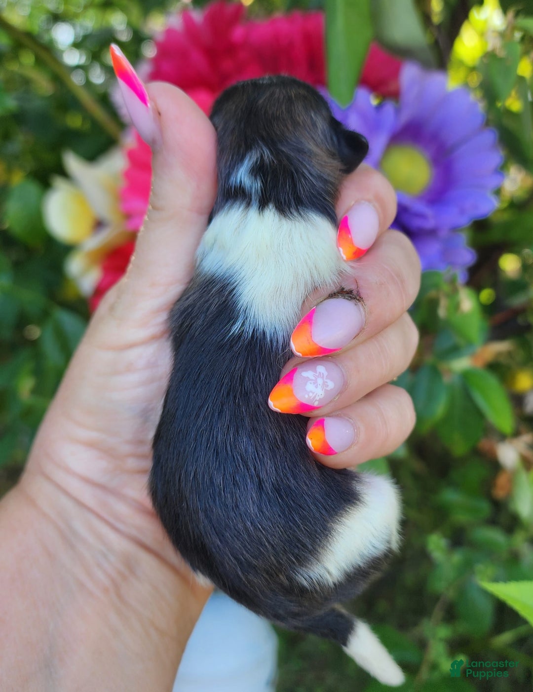 Pomeranian dogs for sale: Nirvana - Image 14