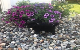 English Shepherd dogs for sale: Tabby - Image 4