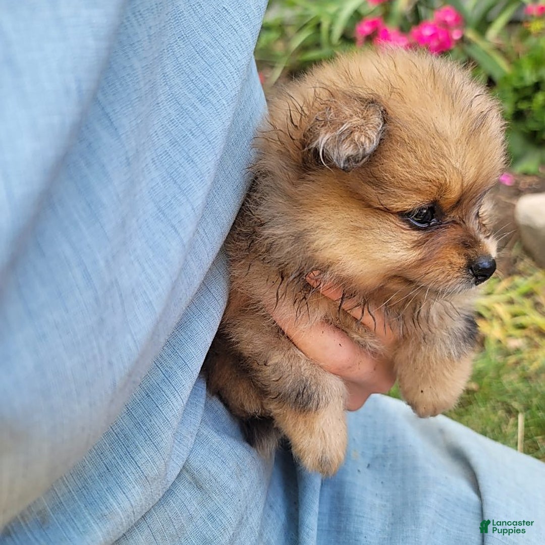 Pomeranian dogs for sale: Cody - Image 5