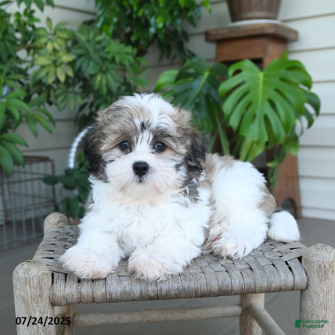 Malshi dogs for sale: Piper - Image 9