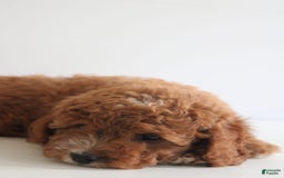 Cavapoo dogs for sale: Sage - Image 2
