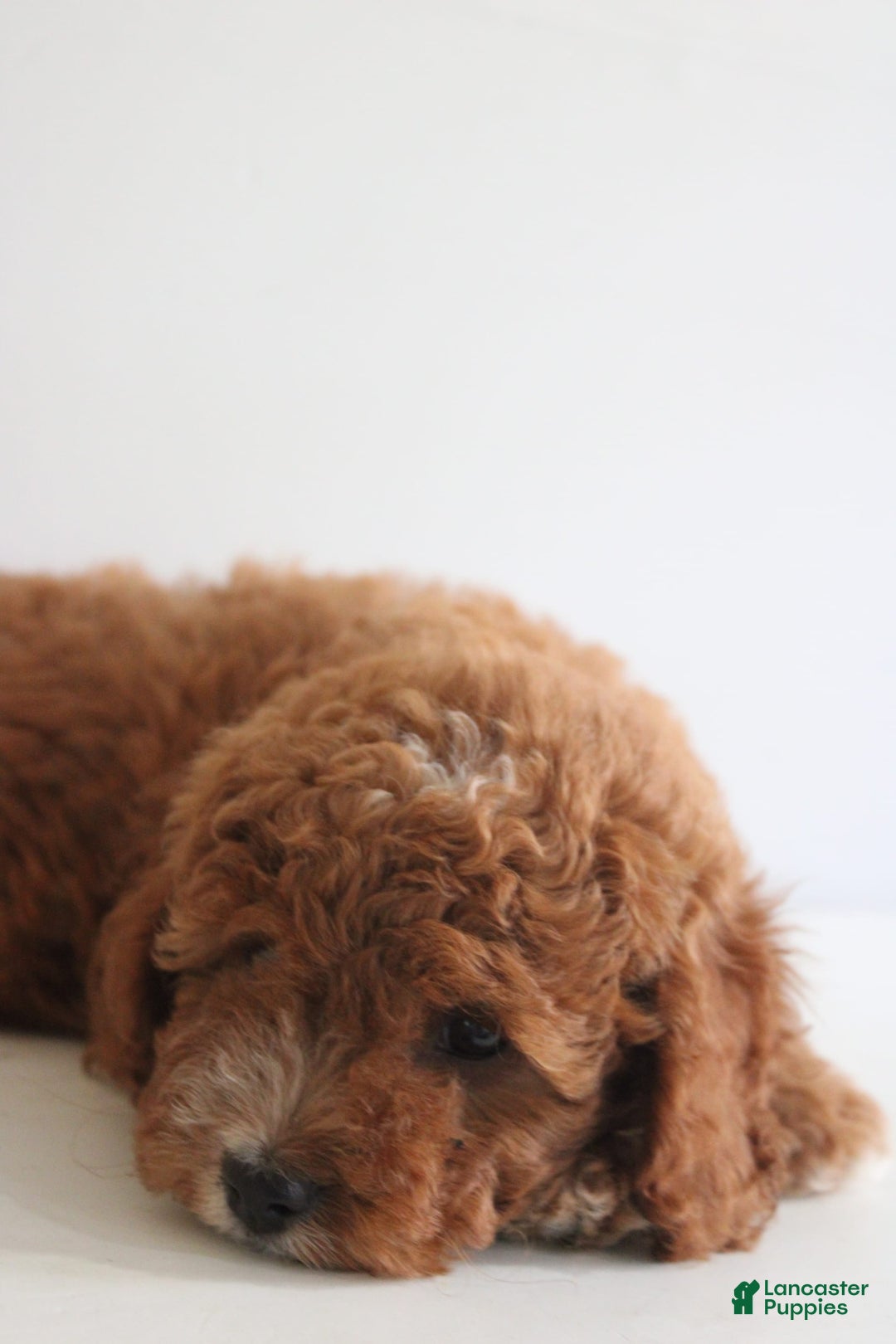 Cavapoo dogs for sale: Sage - Image 2