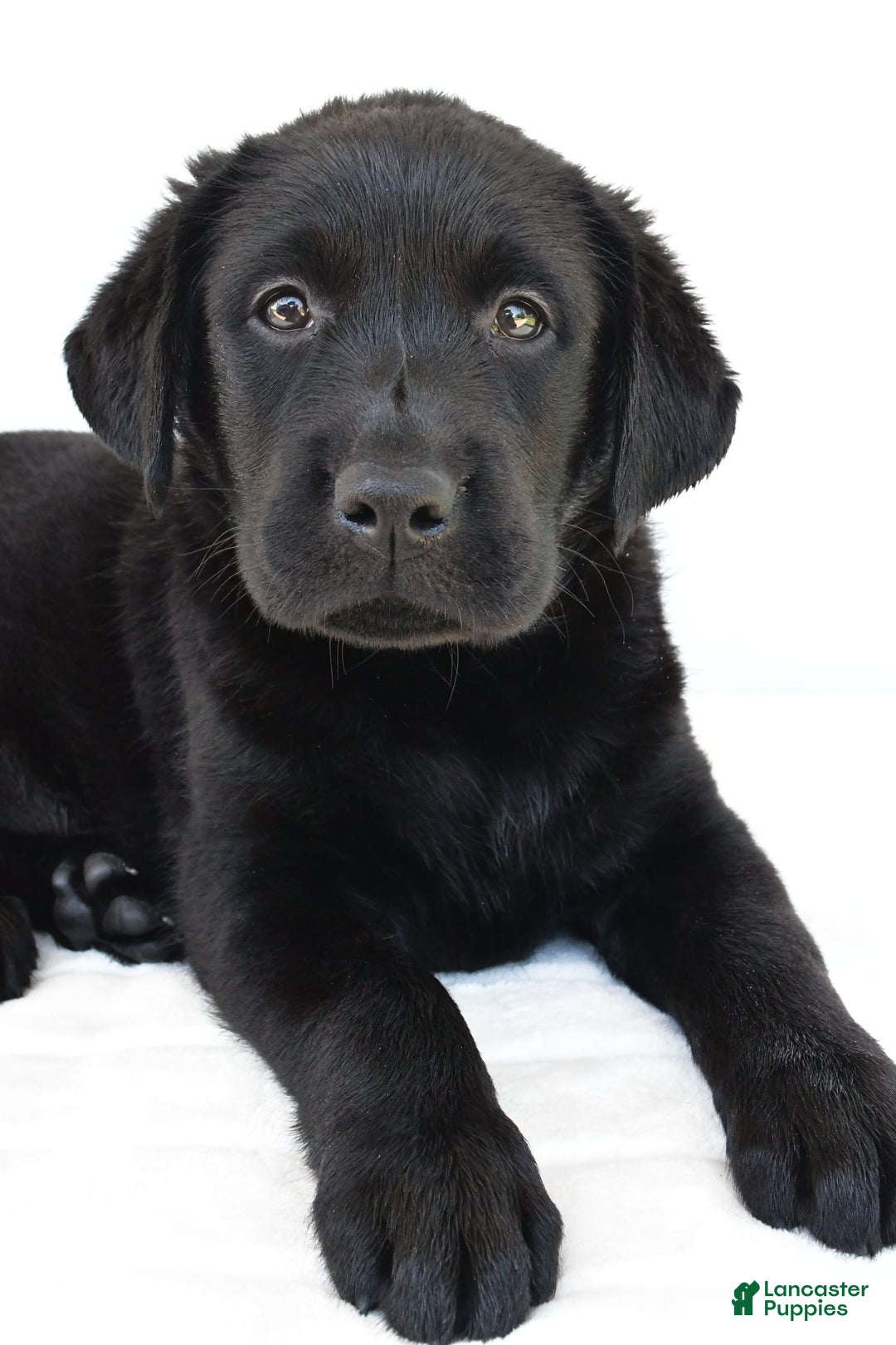 Labrador Retriever dogs for sale: Bell - Image 5
