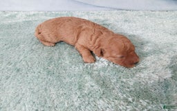 Toy Poodle dogs for sale: Kinley - Image 1