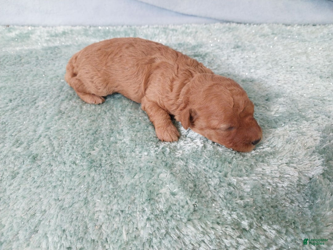 Toy Poodle dogs for sale: Kinley - Image 1