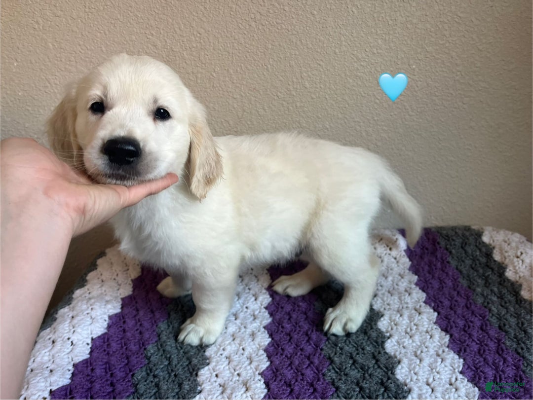 Golden Retriever dogs for sale: Bruno - Image 3