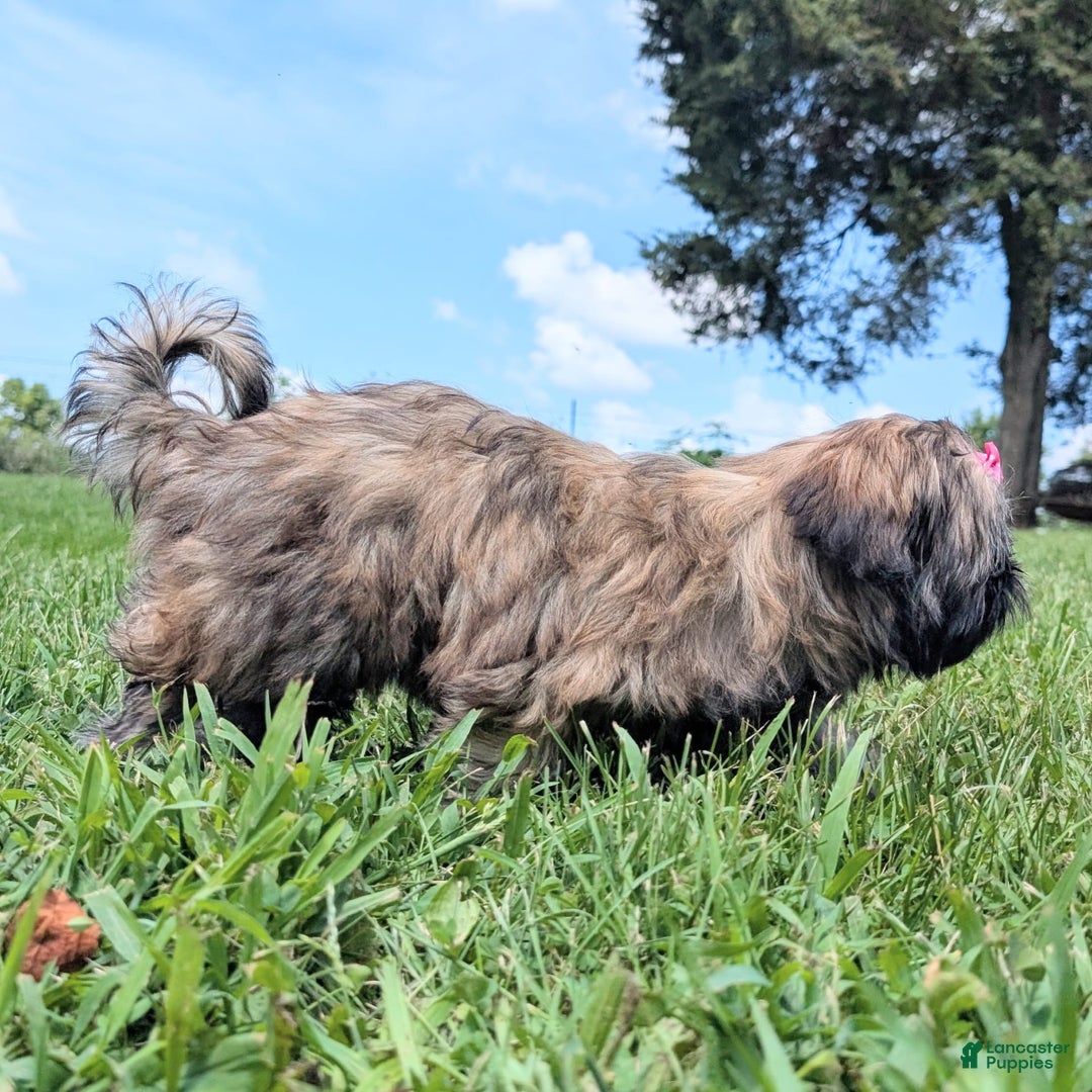 Shih Tzu dogs for sale: Arwen - Image 9
