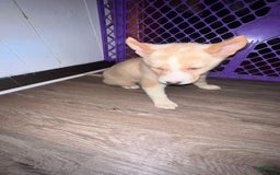 Siberian Husky dogs for sale: Cream - Image 3