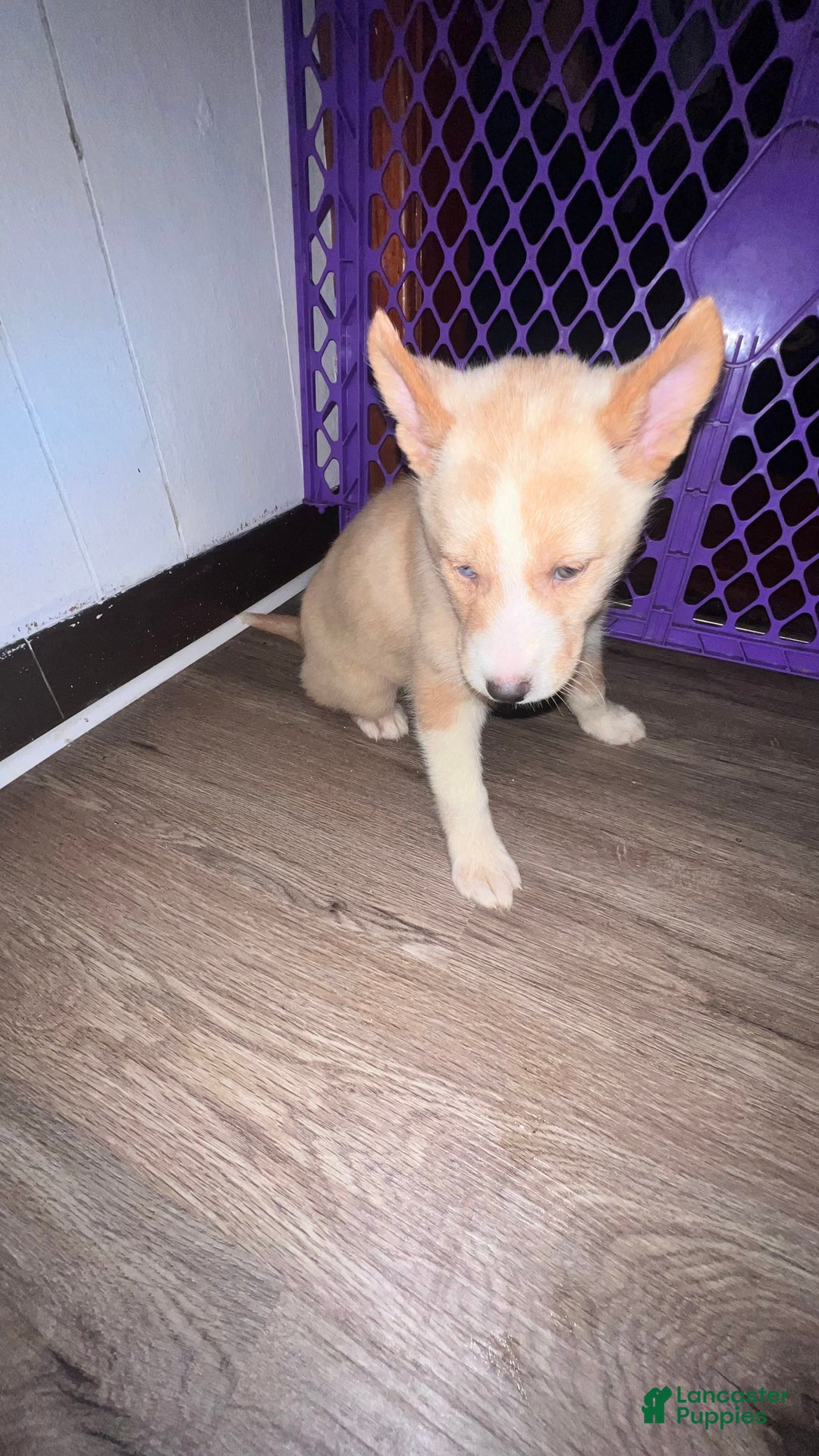 Siberian Husky dogs for sale: Cream - Image 3
