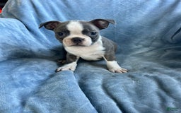 Boston Terrier dogs for sale: Theo - Image 1