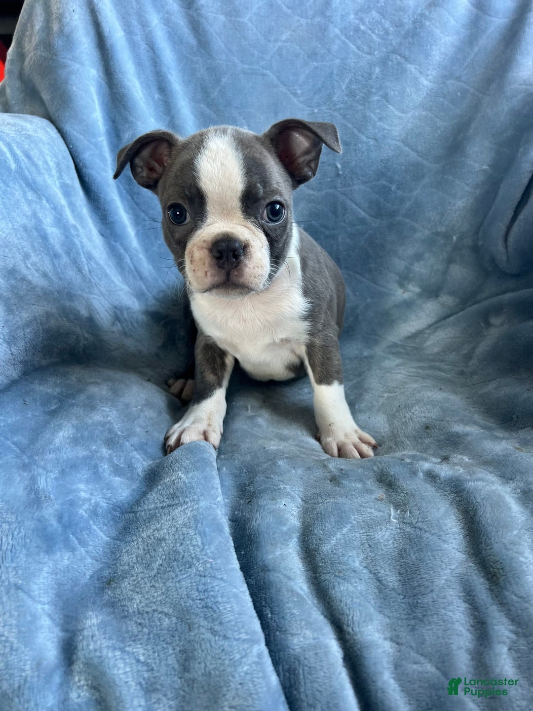 Boston Terrier dogs for sale: Theo - Image 1