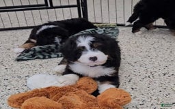 Mini Bernedoodle dogs for sale: Lennon Mini - Image 5