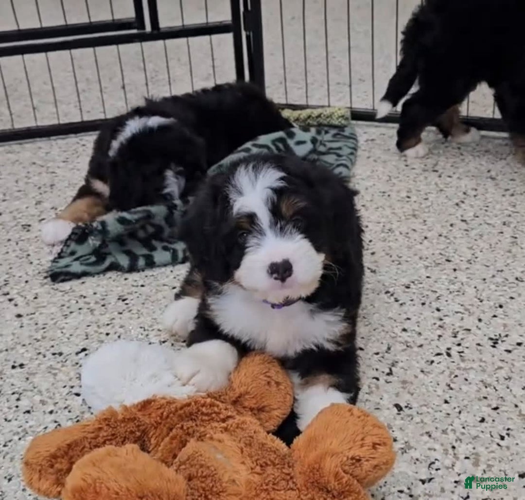 Mini Bernedoodle dogs for sale: Lennon Mini - Image 5