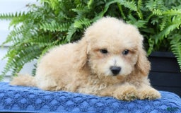Bichpoo dogs for sale: Doogie - Image 8