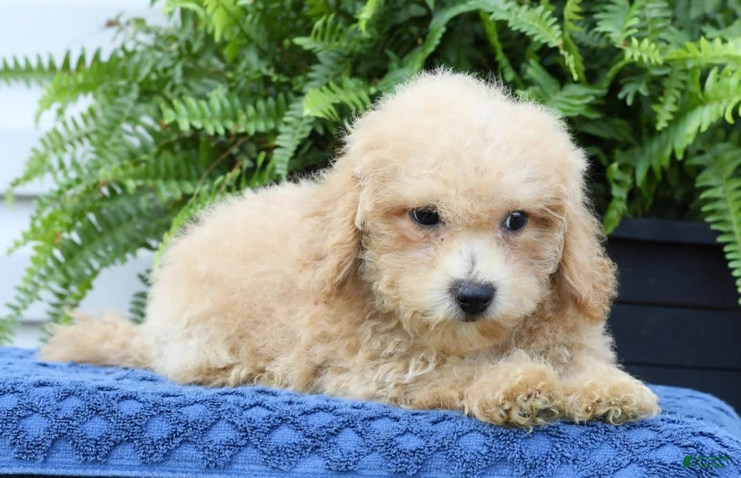 Bichpoo dogs for sale: Doogie - Image 8