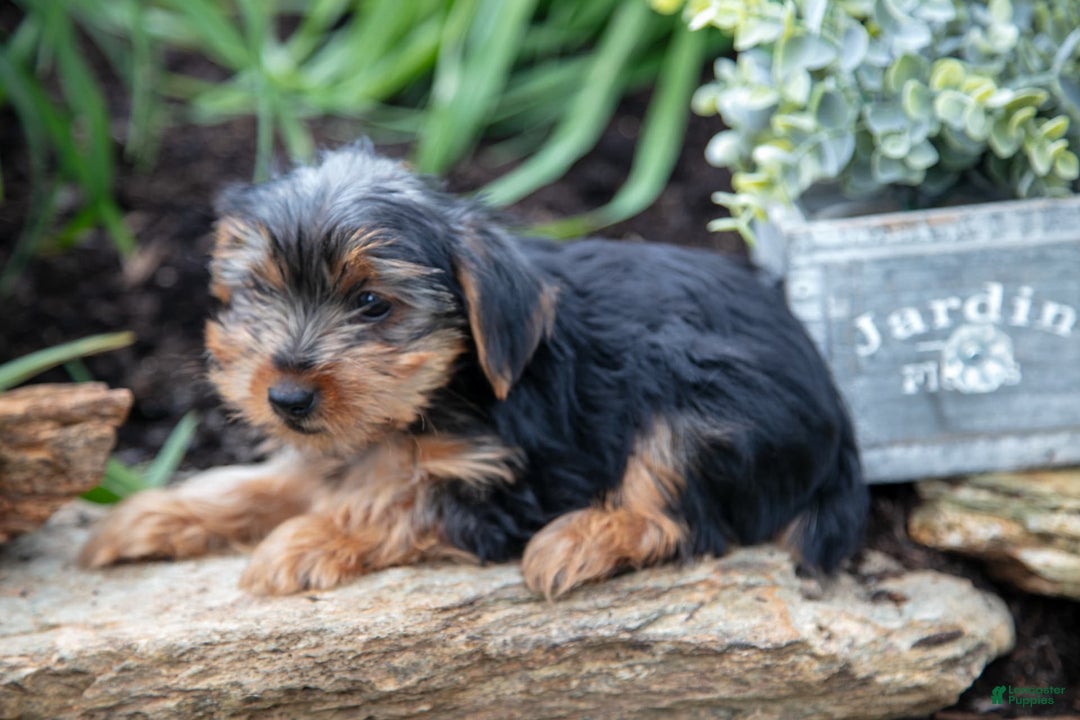 Yorkshire Terrier dogs for sale: Shaggy - Image 3
