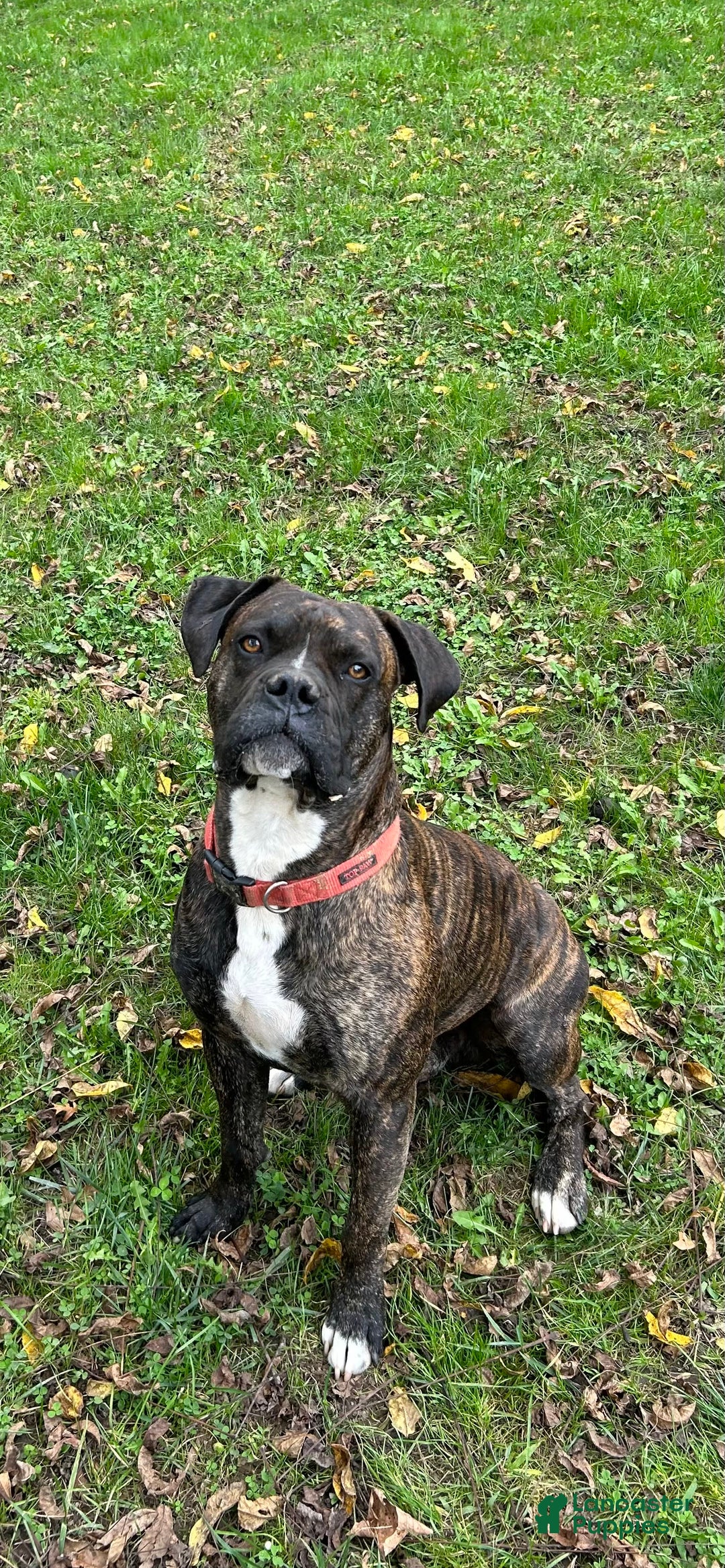 Boxer dogs for stud: Diesel - Image 3