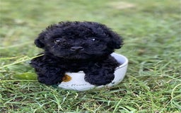 Toy Poodle dogs for sale: Princess - Image 2