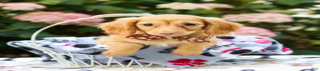 Sparky