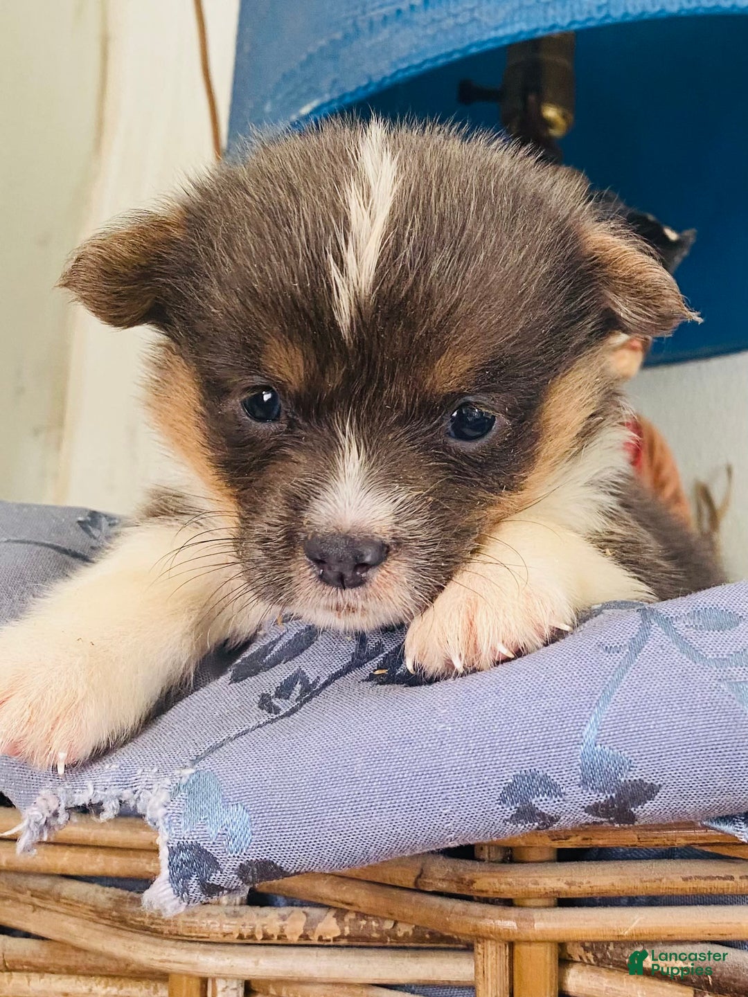 Welsh Corgi Pembroke dogs for sale: Bluie Girl - Image 11