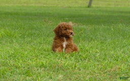 Miniature Poodle dogs for sale: Elara - Image 3