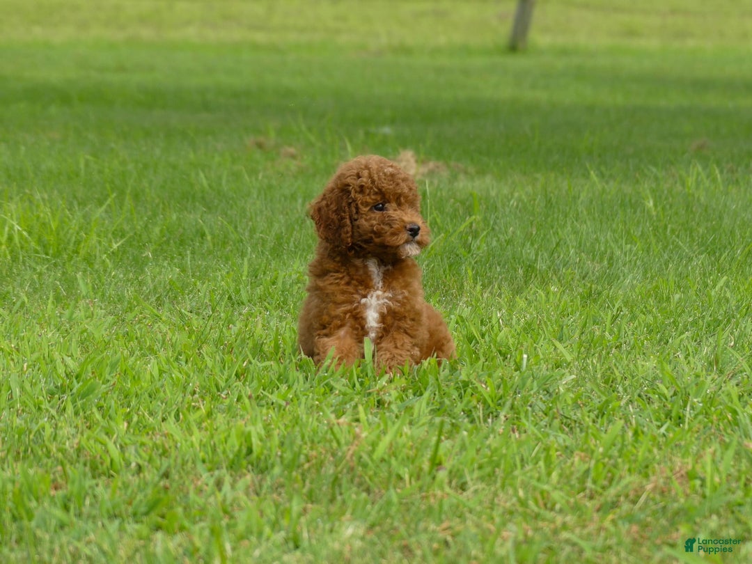 Miniature Poodle dogs for sale: Elara - Image 3