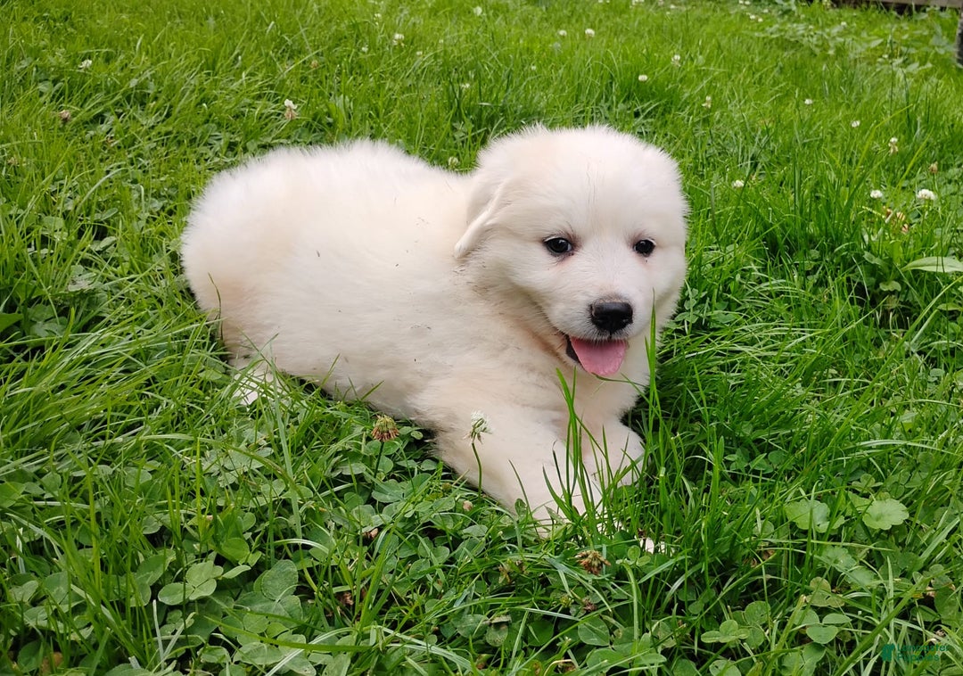 Great Pyrenees dogs for sale: Holly - Image 10