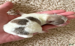 Pomeranian dogs for sale: Lavender Merle sable parti - Image 2