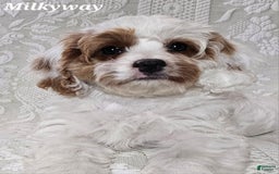 Cavapoo dogs for sale: Milkyway - Image 9