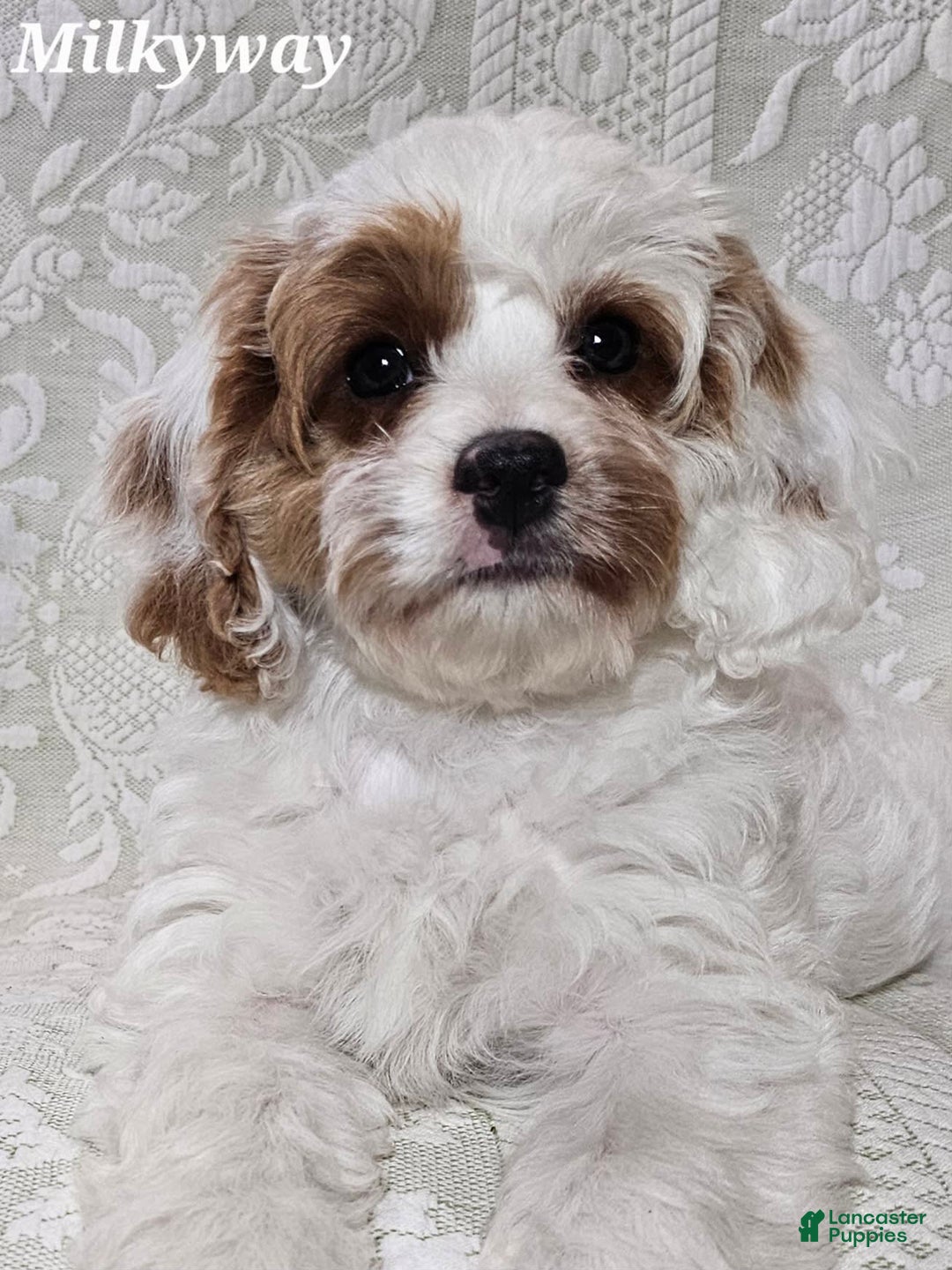 Cavapoo dogs for sale: Milkyway - Image 9