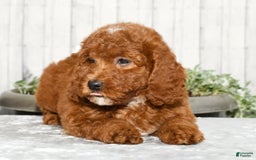 Miniature Poodle dogs for sale: Zuri - Image 9