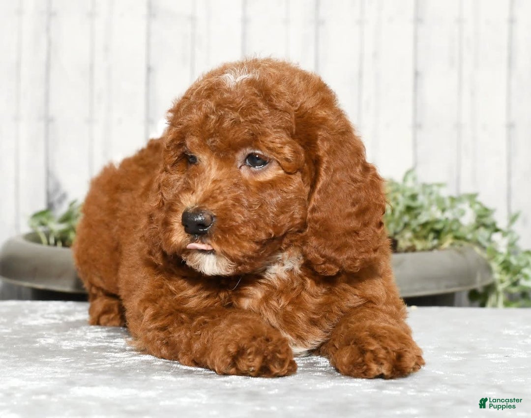 Miniature Poodle dogs for sale: Zuri - Image 9