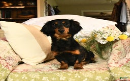 Miniature Dachshund dogs for sale: Rascal - Image 11