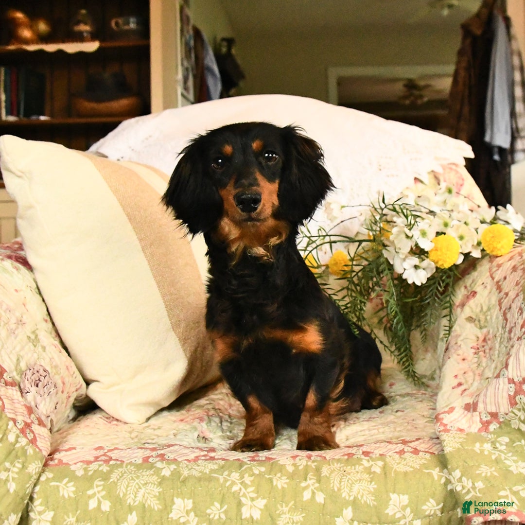 Miniature Dachshund dogs for sale: Rascal - Image 11