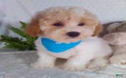 Bichpoo dogs for sale: Jasper - Image 6