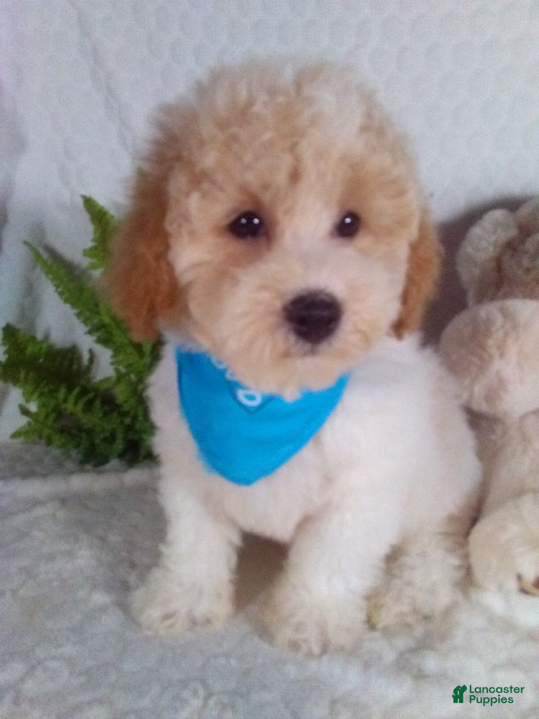 Bichpoo dogs for sale: Jasper - Image 6