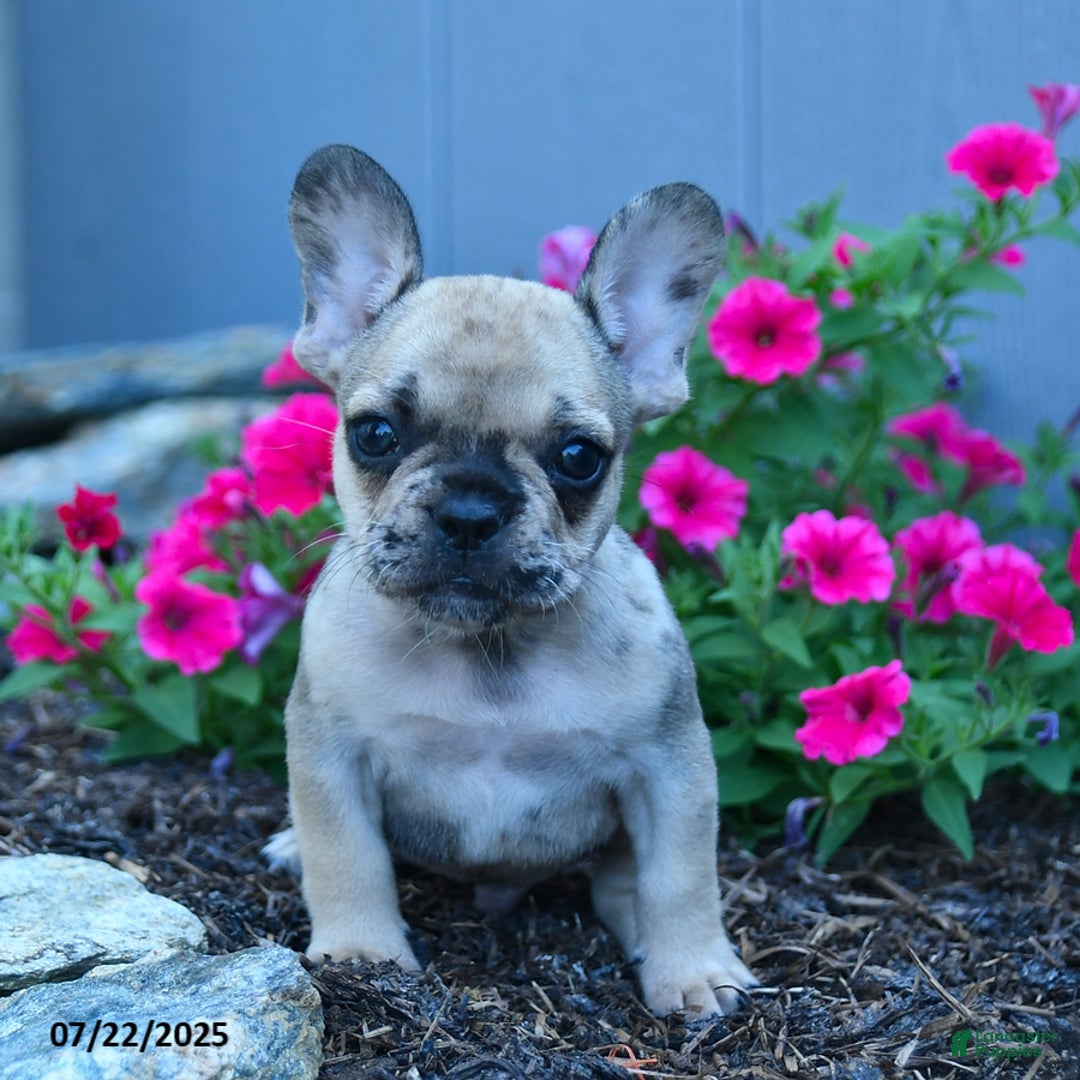 French Bulldog dogs for sale: London - Image 2