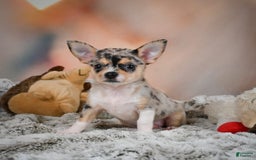 Chihuahua dogs for sale: Camila - Image 5