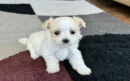 Maltipoo dogs for sale: Tina - Image 6