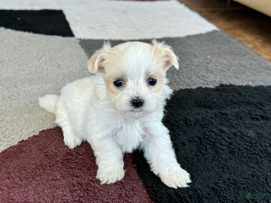 Maltipoo dogs for sale: Tina - Image 6