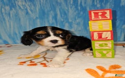 Cavalier King Charles Spaniel dogs for sale: RILEY - Image 1