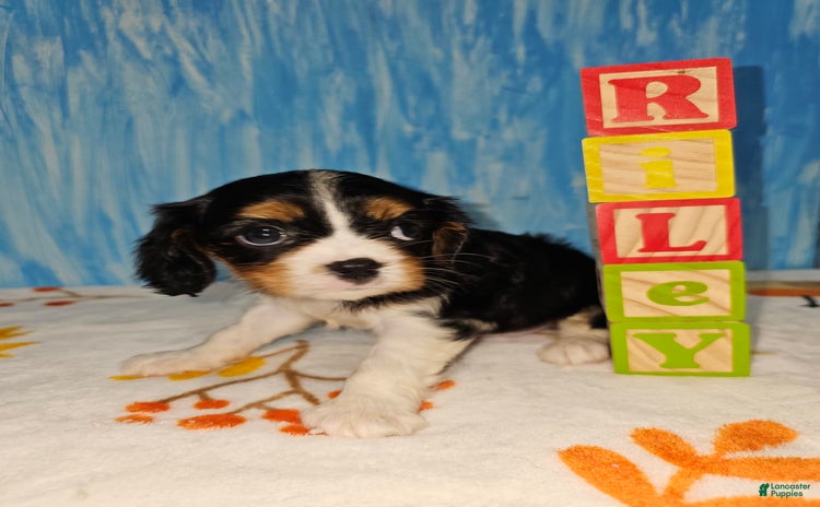 Cavalier King Charles Spaniel dogs for sale - Ad 3
