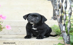 Jack Russell Terrier dogs for sale: Lucky - Image 2