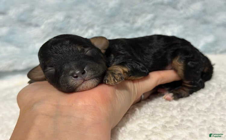 Cavapoo dogs for sale - Ad 2