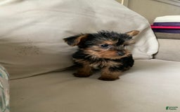 Yorkshire Terrier dogs for sale: Max - Image 4